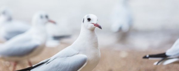 怀孕吃鸽子有什么好处