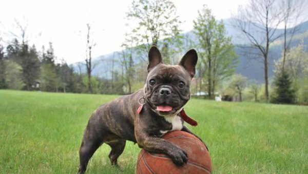 世界上十大最萌的狗排名