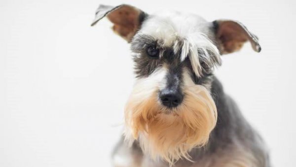 世界上十大最萌的狗排名