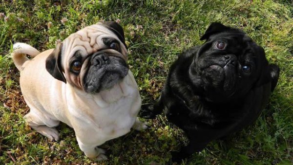 世界上十大最萌的狗排名