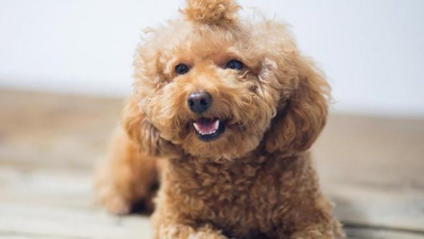 世界上十大最萌的狗排名