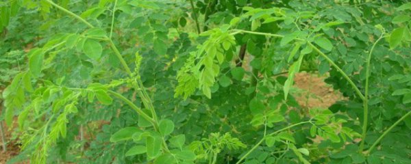 辣木有什么功效