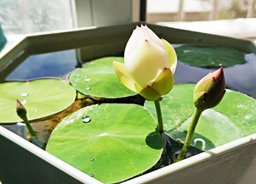 碗莲开败后需要做哪些养护工作可以再开一次花