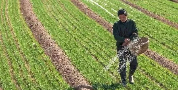 碳酸氢铵是什么肥料类型