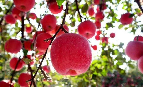 碳酸氢铵是什么肥料类型