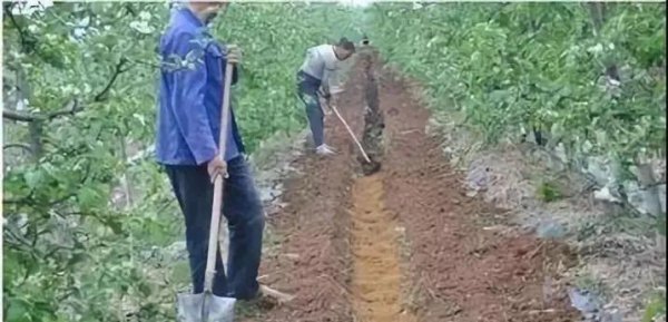 碳酸氢铵是什么肥料类型