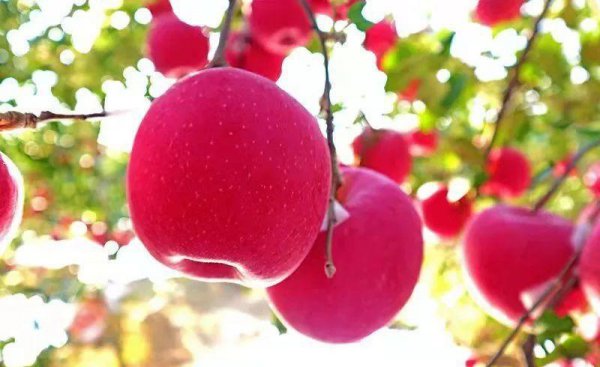 碳酸氢铵是什么肥料类型