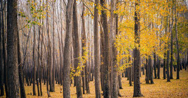 在农村种植什么赚钱快