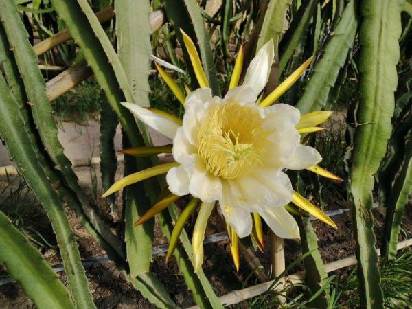 老狐狸比喻什么样的人物