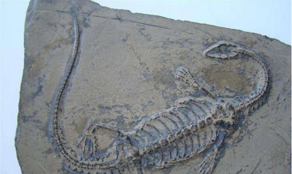 恐龙的寿命大概可以活多久