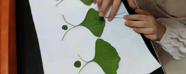 树叶画怎么保鲜