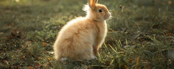 属兔的几月出生好命