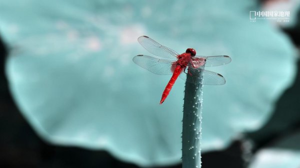 看似好欺负其实最厉害射手座