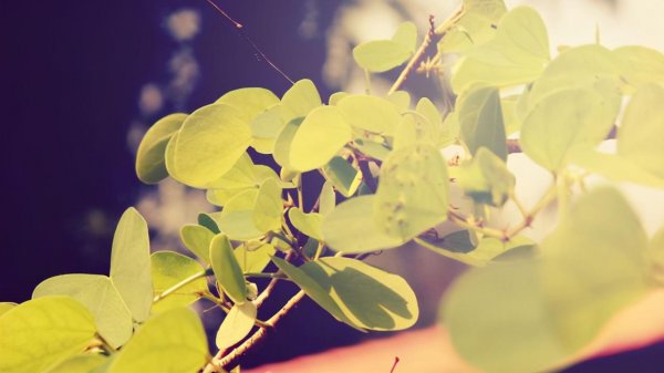 看似好欺负其实最厉害射手座
