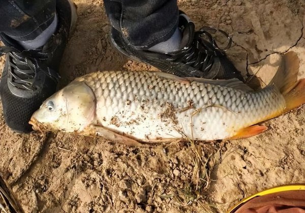 新手学钓鱼的入门基础知识