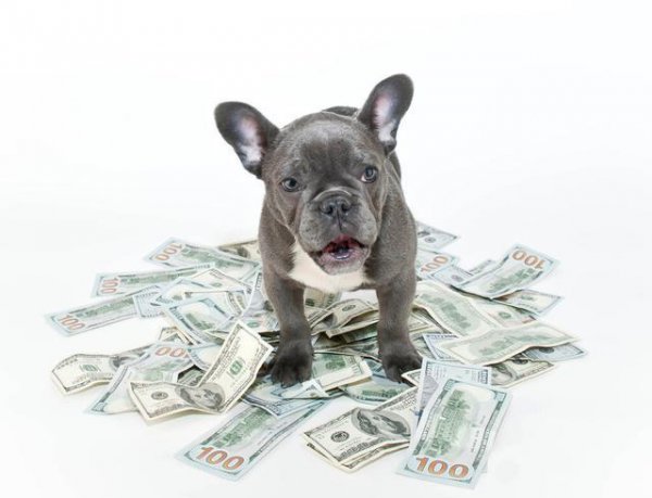 守财奴指的是什么生肖