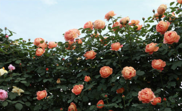 夏洛特夫人月季优缺点及图片