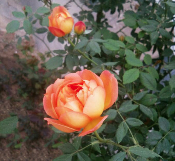 夏洛特夫人月季优缺点及图片