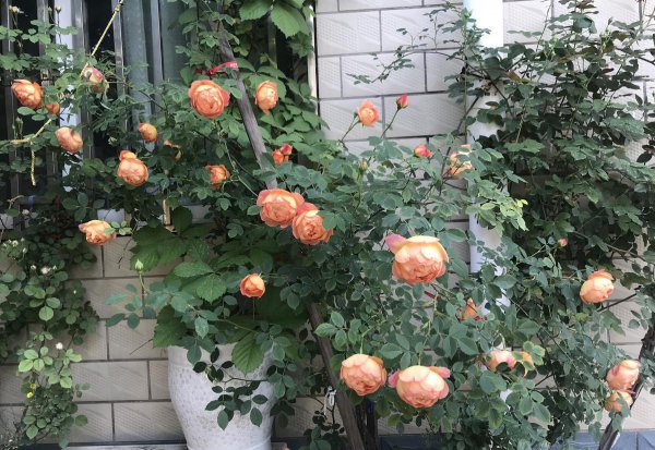 夏洛特夫人月季优缺点及图片