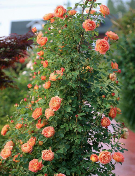 夏洛特夫人月季优缺点及图片