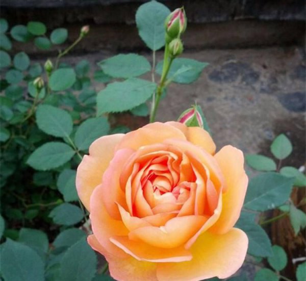 夏洛特夫人月季优缺点及图片