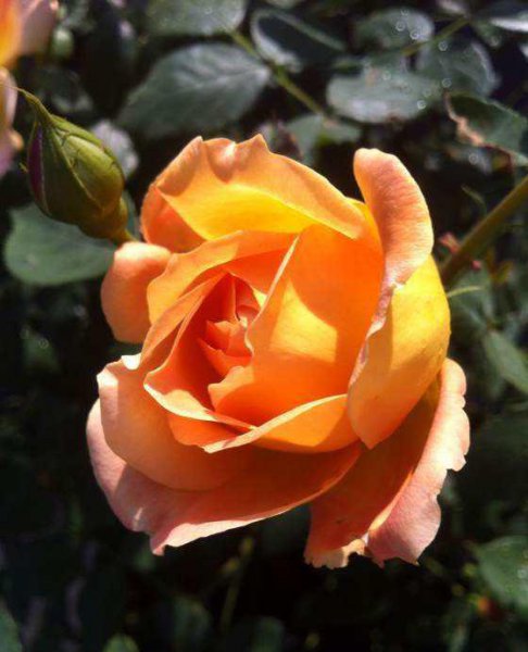 夏洛特夫人月季优缺点及图片