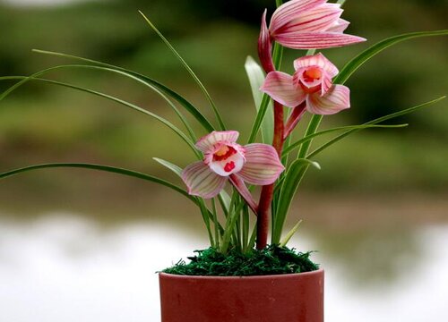 夏季怎么养兰花才能避免叶片长斑点