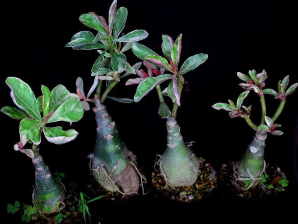 沙漠玫瑰用什么土最好