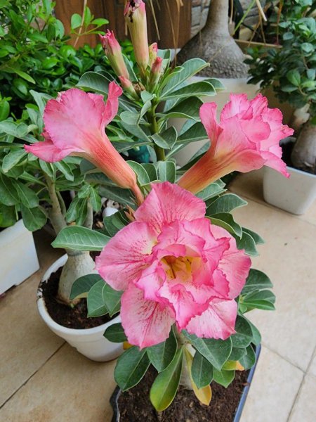 沙漠玫瑰用什么土最好