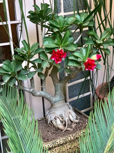 沙漠玫瑰用什么土最好