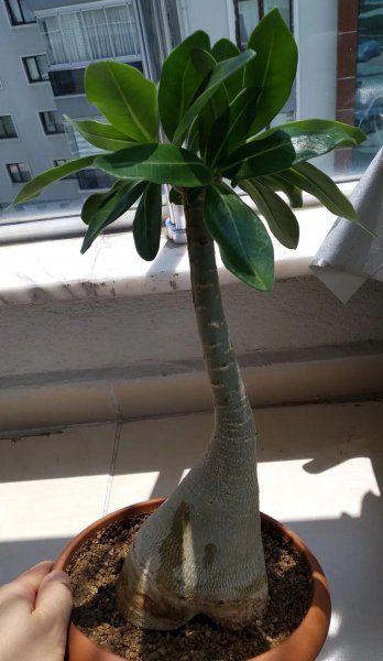 沙漠玫瑰用什么土最好