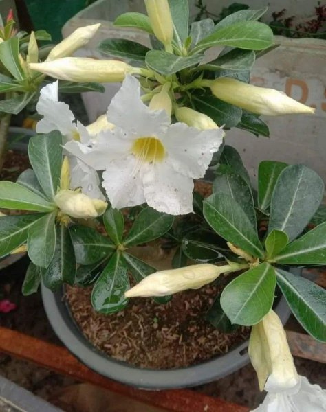 沙漠玫瑰用什么土最好