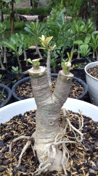 沙漠玫瑰用什么土最好