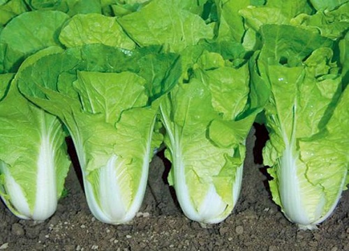 快菜与小白菜的区别图片