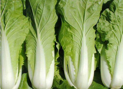 快菜与小白菜的区别图片