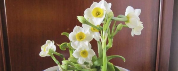 水仙可以放卧室吗