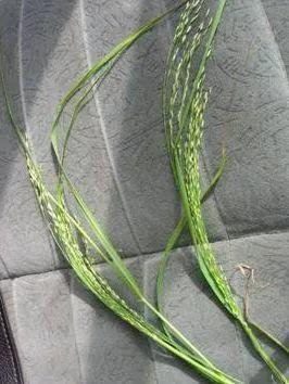 埃塞俄比亚高原原位于哪