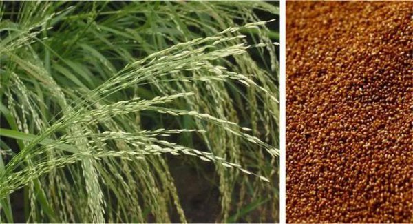 埃塞俄比亚高原原位于哪