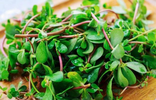 马齿苋长什么样图片