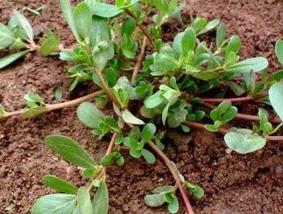 马齿苋长什么样图片