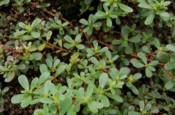 马齿苋长什么样图片