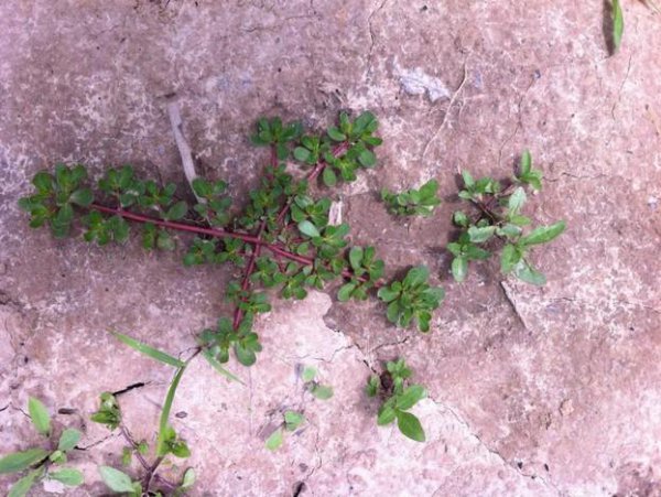 马齿苋长什么样图片