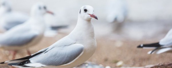 孕妇吃鸽子有什么好处