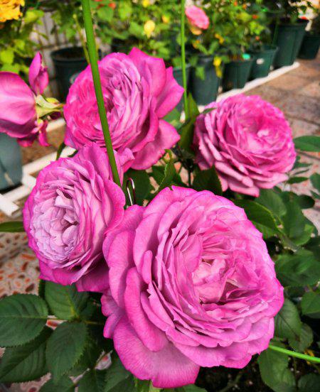 紫魂香水月季优缺点简介