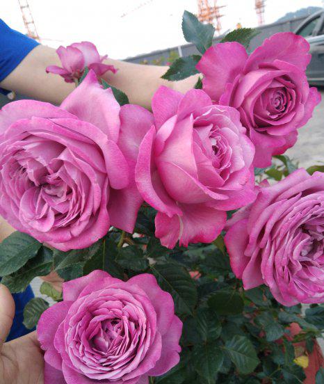 紫魂香水月季优缺点简介