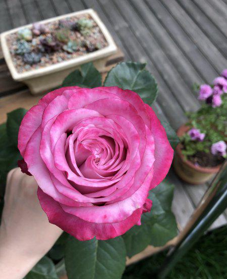 紫魂香水月季优缺点简介