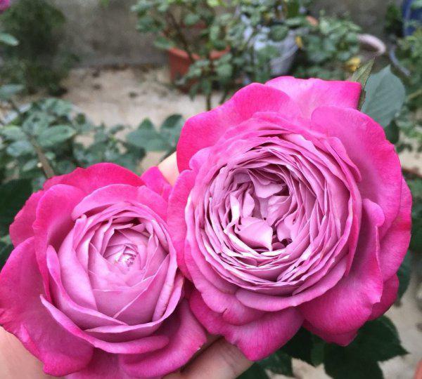 紫魂香水月季优缺点简介