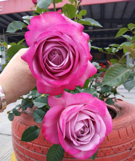 紫魂香水月季优缺点简介