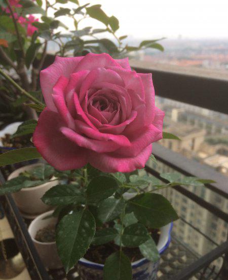 紫魂香水月季优缺点简介