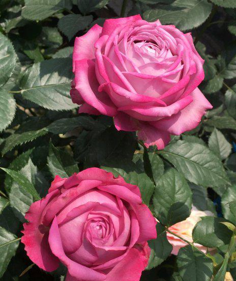 紫魂香水月季优缺点简介